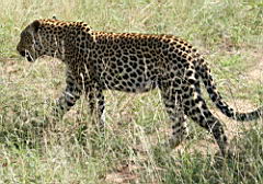 leopards akeru IMG_4774.jpg